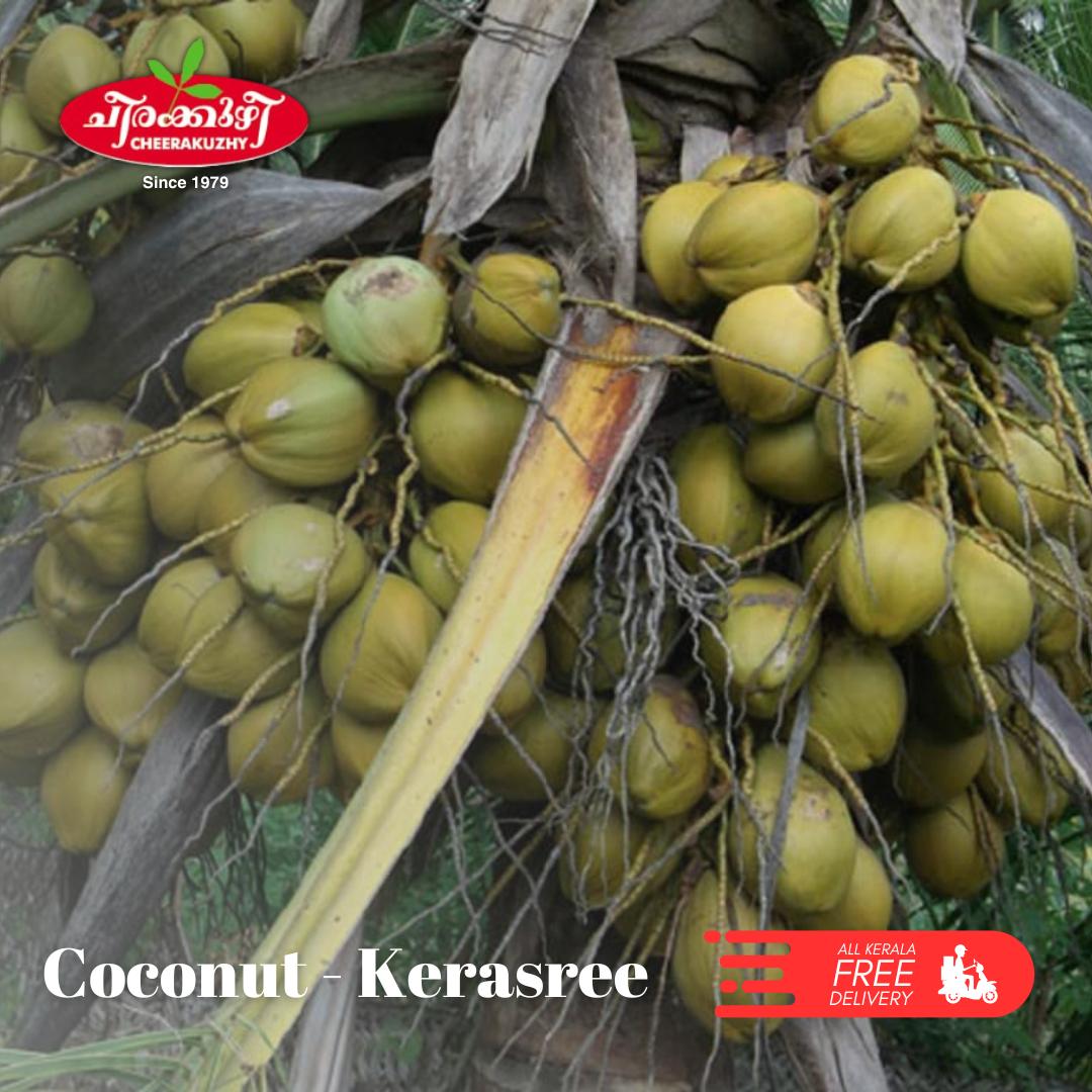 coconut – kerasree [hybrid]